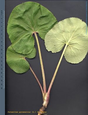Espècie