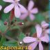 Detalle flor