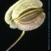 Fruto