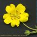 Flor