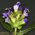 Flores2