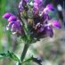 Flores3