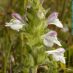 Flor
