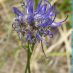 Detalle flor