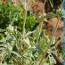 Imagen de campo