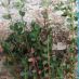 Imagen de campo