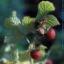 Fruto