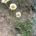 Imagen de campo