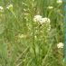 Imagen de campo