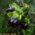 Flor 1
