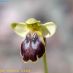 Flor 3