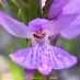Detalle flor