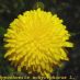 Flor