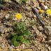 Imagen en el campo