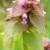 Detalle flor