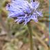 Detalle flor