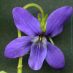 Flor
