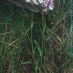 Imagen en el campo
