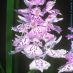 Flores2