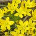 Detalle flores