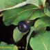 Fruto