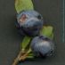 Fruto