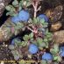 Frutos2