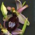 Flor