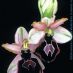 Flores2