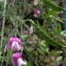 Flor-fruto