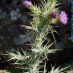 Inflorescencia