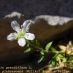 Flor