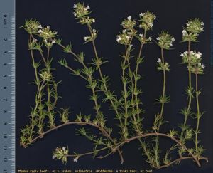 Species