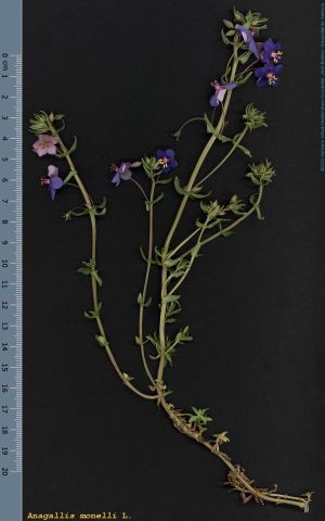Species