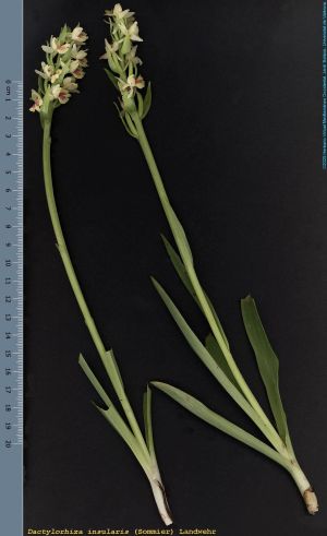 Species