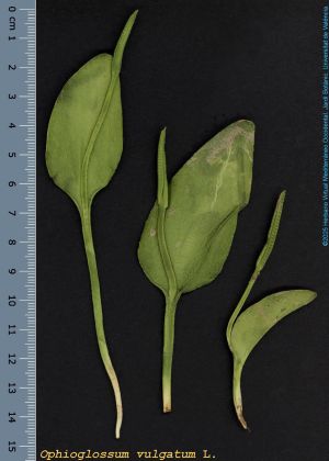 Species