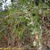 Fruto