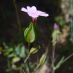 Detalle flor