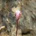 Flor
