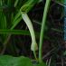 Flor