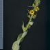 Inflorescencia