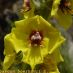 Flor