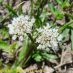 Inflorescencia