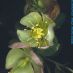 Detalle flor