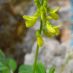 Flor