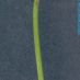 Fruto
