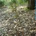 Imagen en el campo 2