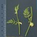 Detalle flor - fruto