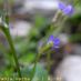 Flor