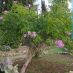 Imagen en el campo